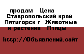 продам › Цена ­ 700 - Ставропольский край, Пятигорск г. Животные и растения » Птицы   